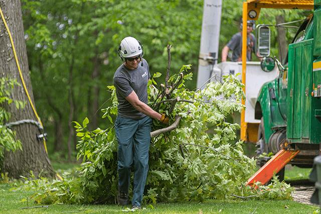 How to Choose the Right Tree Removal Service