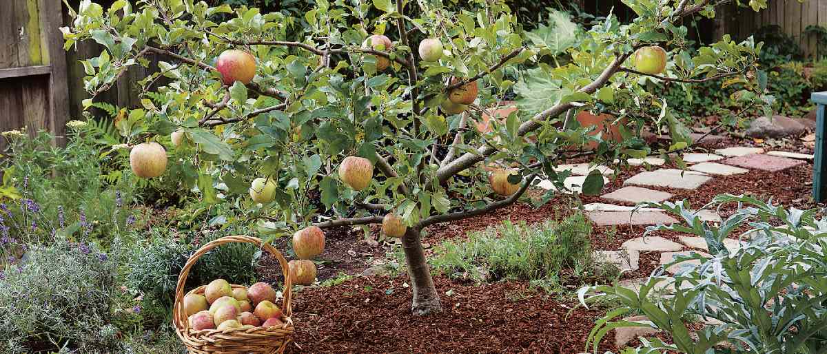 A well-trimmed fruit tree with ripe fruits