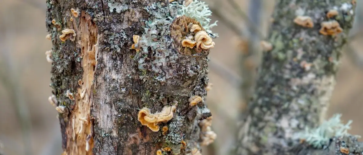 Top Signs Your Tree Needs to Be Removed