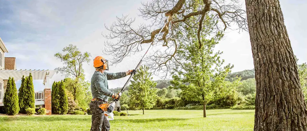 A tree being trimmed in springtime to promote healthy growth